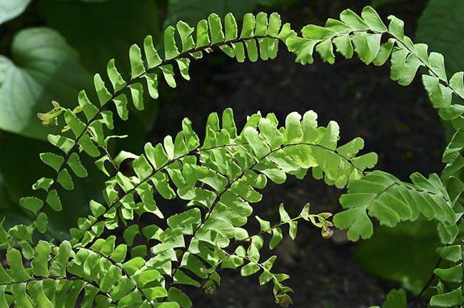 A green fern.