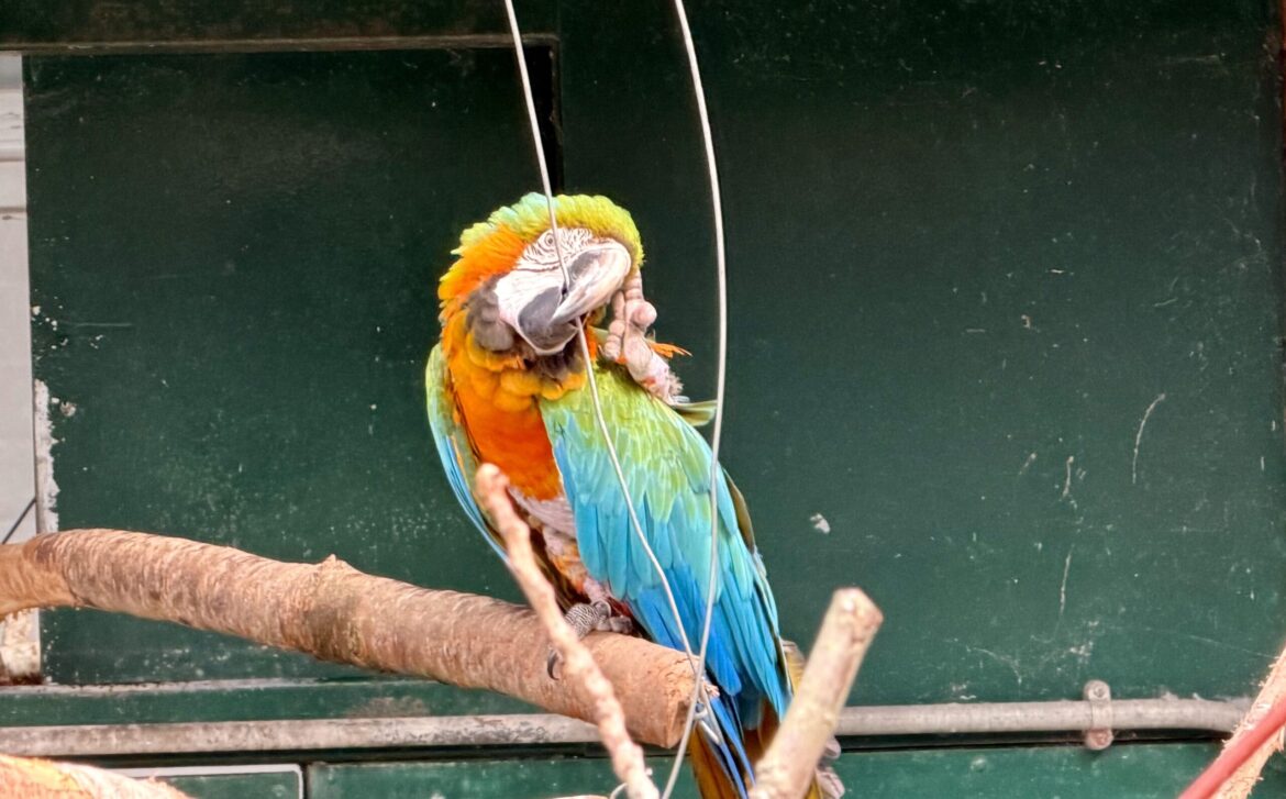 The case for saving Botanic Gardens Aviary appears overwhelming as 15,000 call for it to remain open The case for saving Botanic Gardens Aviary appears overwhelming as 15,000 call for it to remain open
