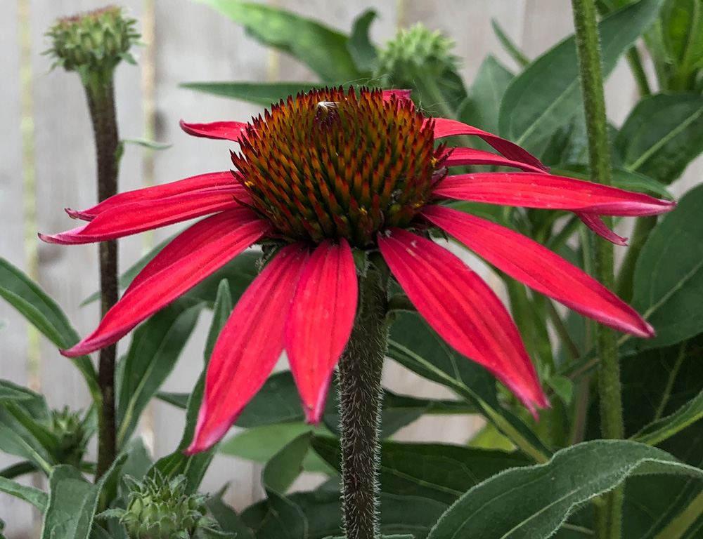 Beat the August Slump: Keep Your Garden Blooming Into Fall Beat the August Slump: Keep Your Garden Blooming Into Fall