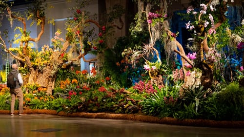 Huge display in the style of a tropical forest, with twisting trees, ferns, orchids, palms, and bromeliads.
