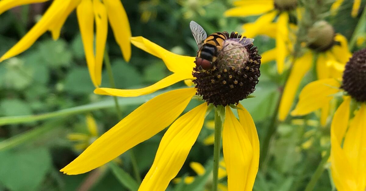 pollinators