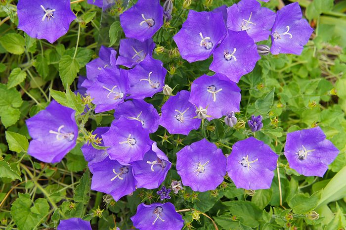 Campanula carpatica blue clips tussock bellflower