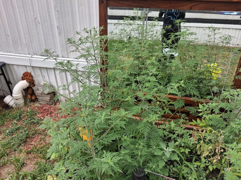 I've grown cherry tomatoes before. . .this doesn't look right. What the frick am I growing??