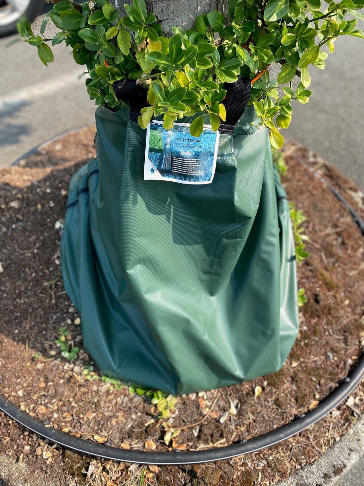 In the Garden: Caring for your plants during a drought In the Garden: Caring for your plants during a drought