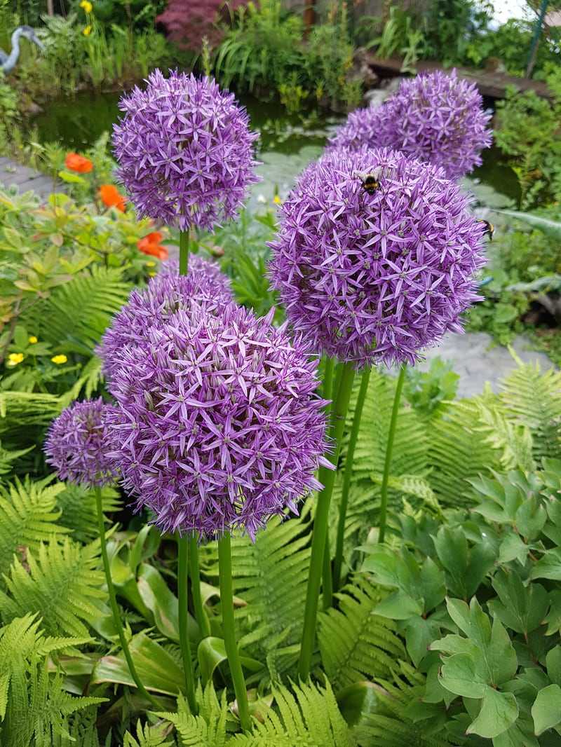 Alliums growing through ferns