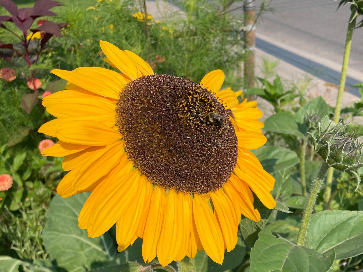 Bees are attracted to sunflowers in Kris Engdahl's Watertown front yard.  