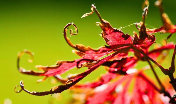 Picture of a dried-up Japanese maple leaf Picture of a dried-up Japanese maple leaf