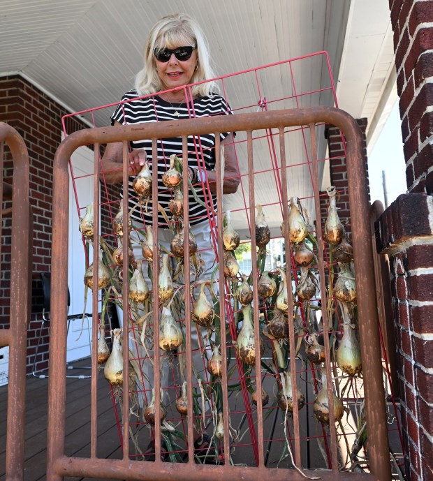 Linda Yeager of Riverview Park hangs onions on a drying rack at the West Lawn United Methodist Church Community Garden, 100 Woodside Ave. (BILL UHRICH/READING EAGLE)