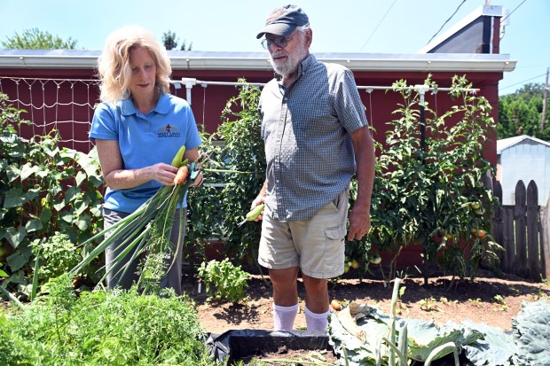 Master Gardener David Helwig of Spring Township, right, and Kelly Rismiller of Exeter Township, director of leadership and volunteer recruitment, harvest vegetables at the West Lawn United Methodist Church Community Garden, 100 Woodside Ave. (BILL UHRICH/READING EAGLE)