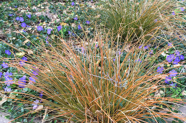 The Mountain Gardener | Add the Colors of a Sunset to Your Garden – Press Banner The Mountain Gardener | Add the Colors of a Sunset to Your Garden - Press Banner