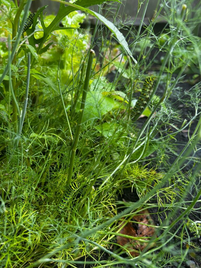 They ate all my dill! What are they??