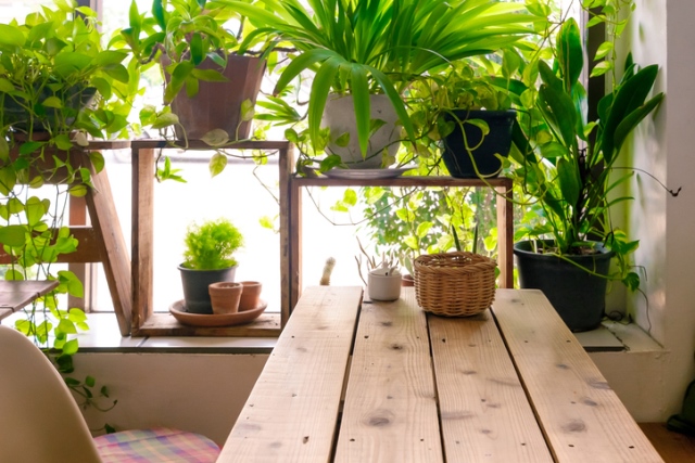 Easy Container Gardening in Arizona Easy Container Gardening in Arizona
