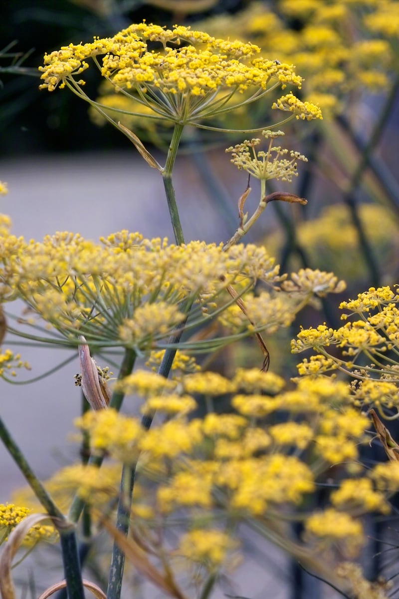 Flowering fennel