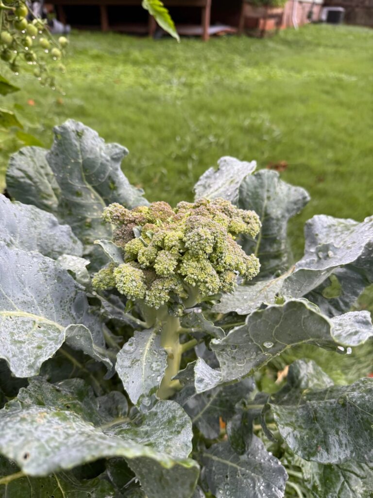 When do I harvest my broccoli???