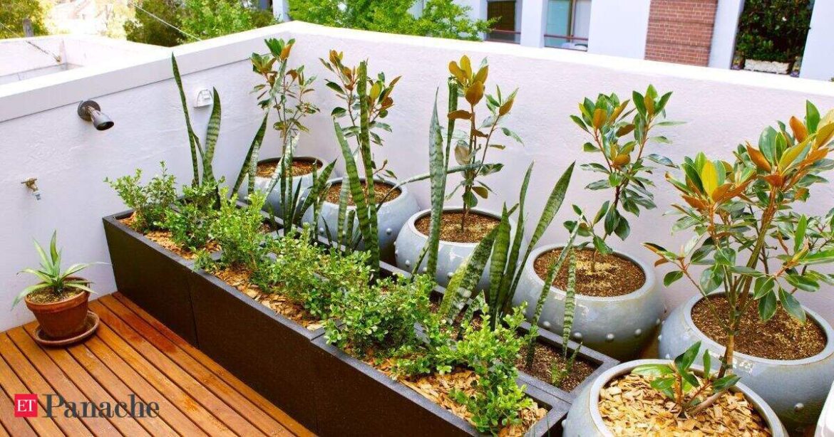 10-minute balcony gardening: 8 low-maintenance home plants that need less water and are perfect for busy people 10-minute balcony gardening: 8 low-maintenance home plants that need less water and are perfect for busy people