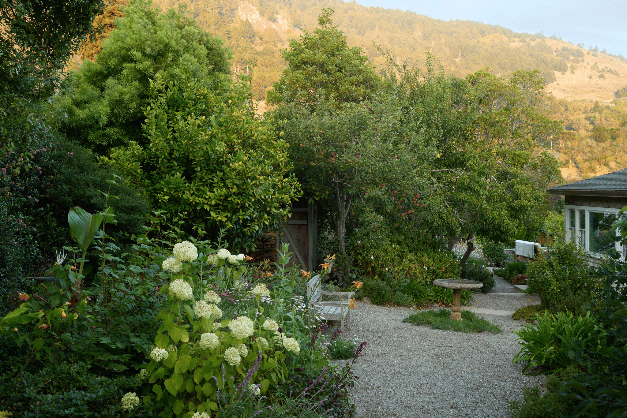 California cottage garden with hydrangeas and fountain California cottage garden with hydrangeas and fountain