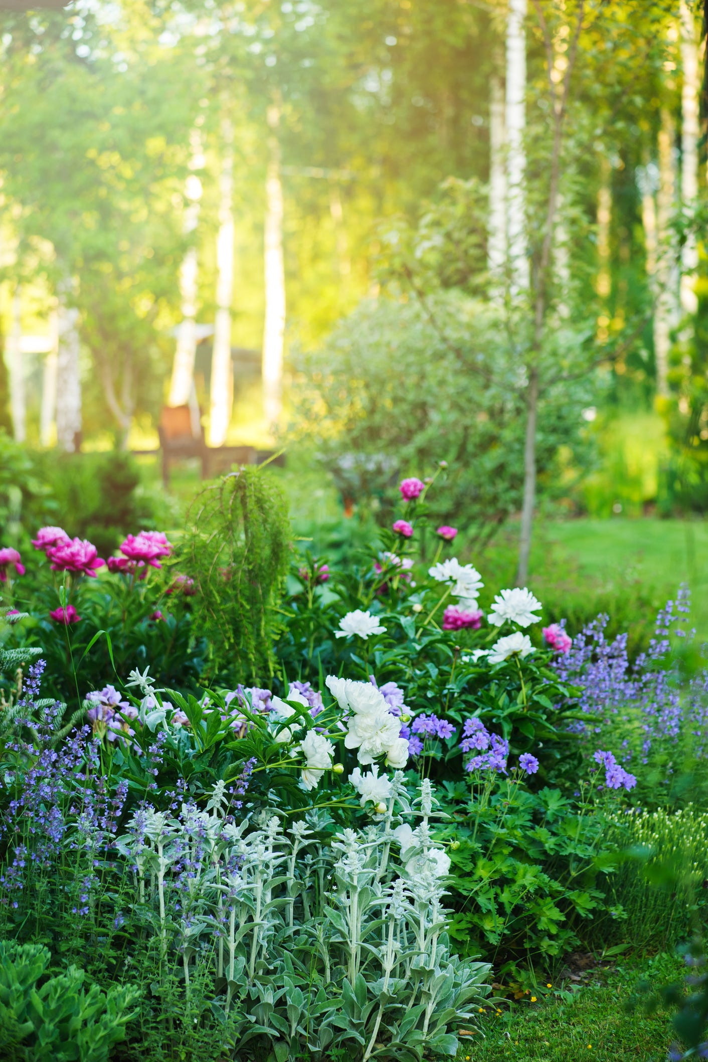 beautiful english style cottage garden