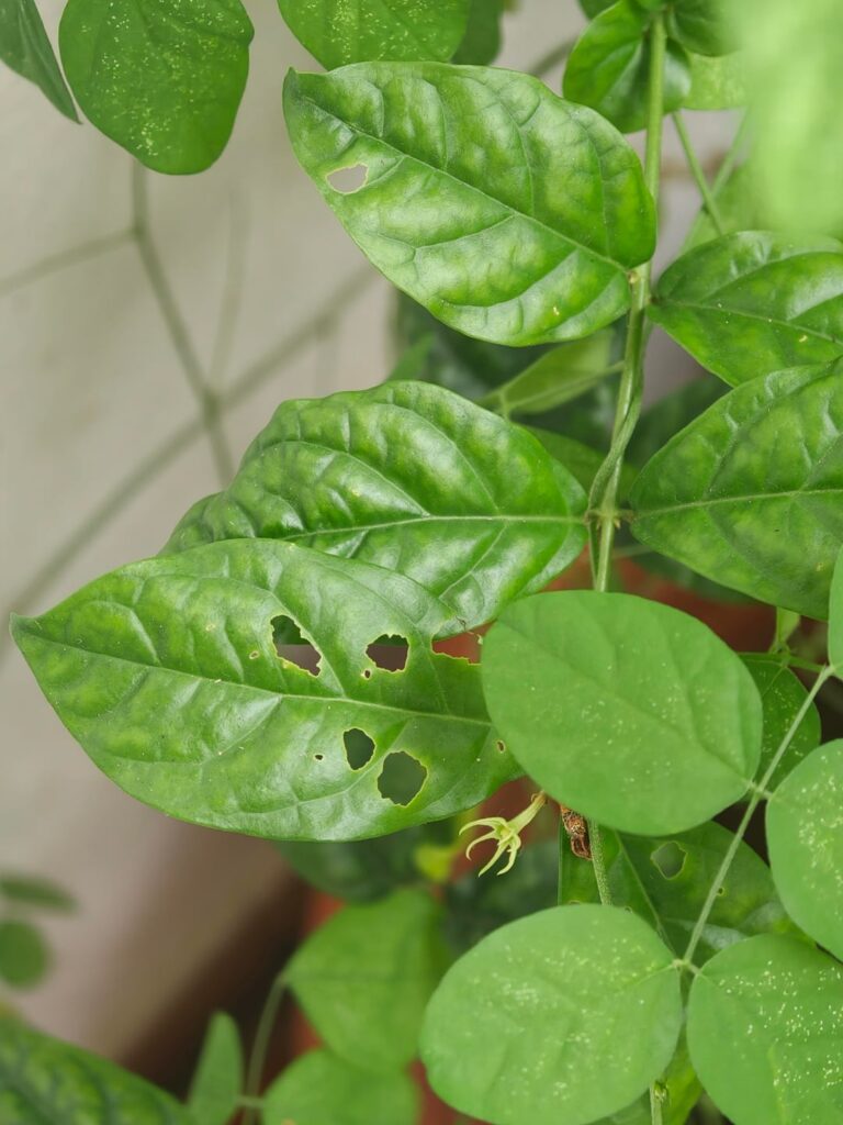 Please help me identify which bug this is and how my plants can be cured! Please help me identify which bug this is and how my plants can be cured!