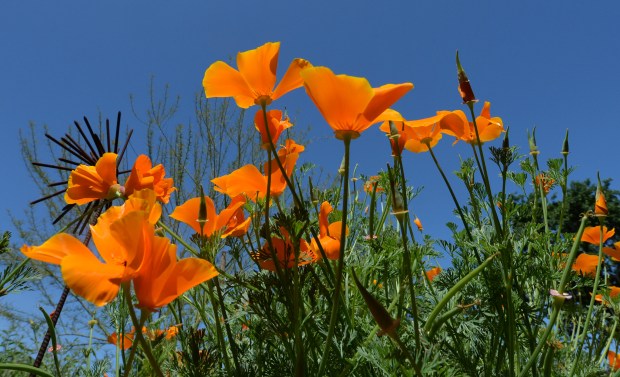 California poppies are photographed in the front yard of the home of Chris and Lorianne Mayo, that features native plants, in Brentwood, Calif., on Friday, April 14, 2017. The Mayoâ€™s garden will be part of the annual Bringing Back the Natives Garden Tour on May 7.(Doug Duran/Bay Area News Group)