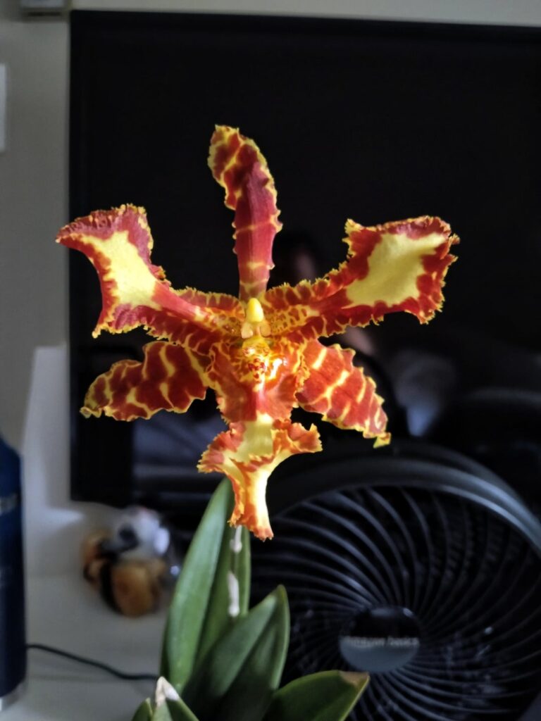 Psychopsis Mariposa 'Special'