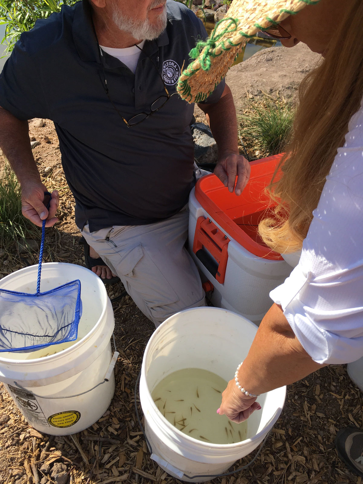 Gila Topminnow Buckets