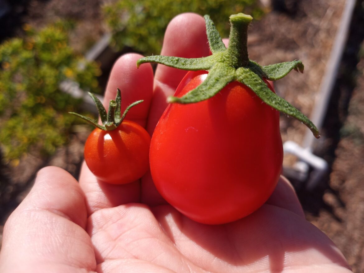Big Tomato, little tomato!