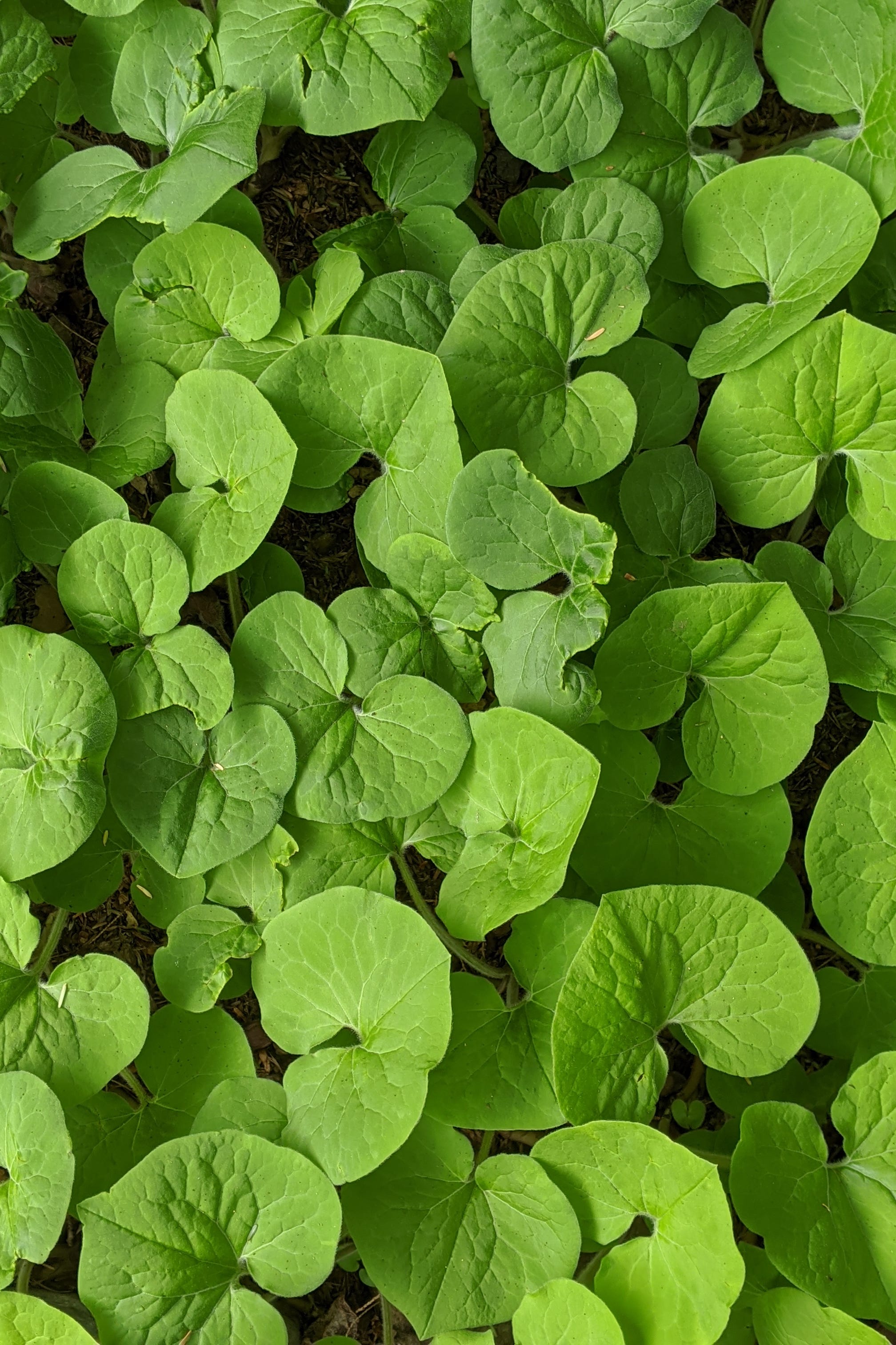 canadian wild ginger