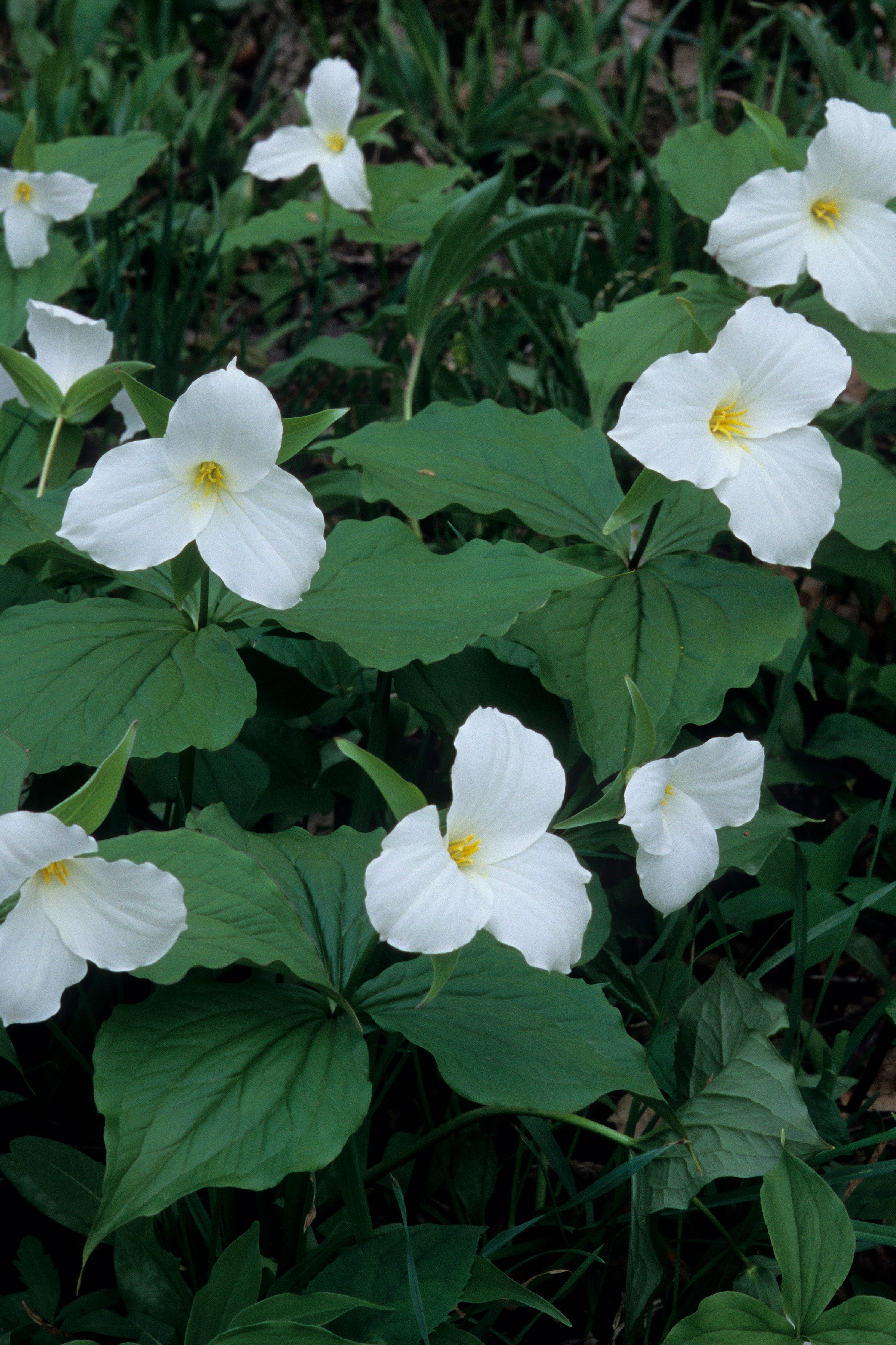 cluster of large flowered trillium, trillium grandiflorum, a spring wildflower the largest and most showy trillium habitat rich woods michigan usa