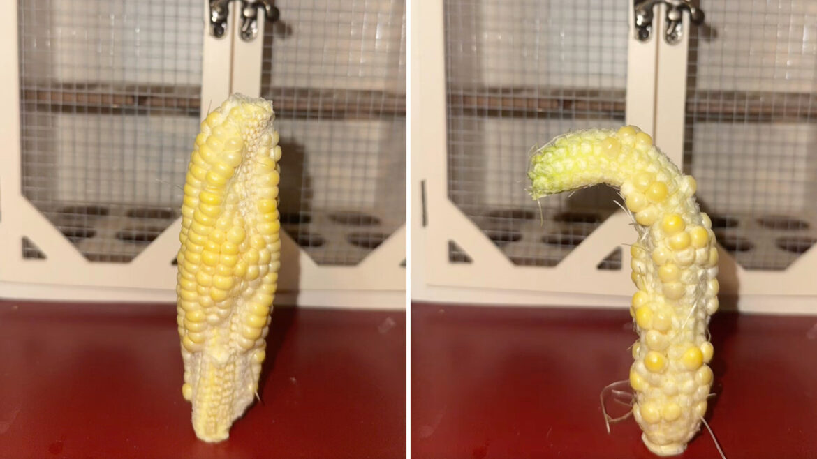 Home gardener’s patchy corn harvest reveals a common pollination problem Two ears of corn with irregular shapes displayed on a table with a wooden background.