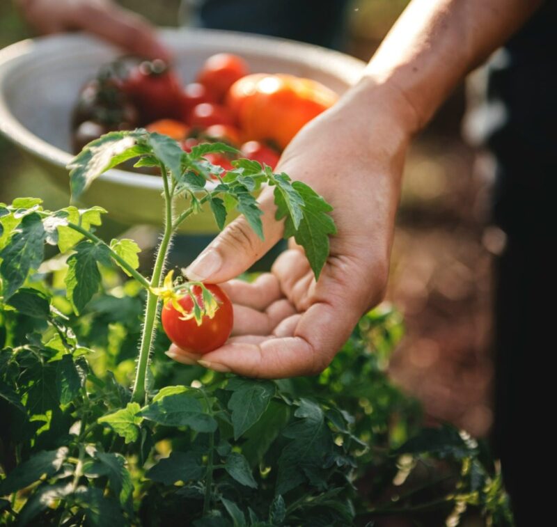 It’s container garden season, Iowans! Here’s what to know