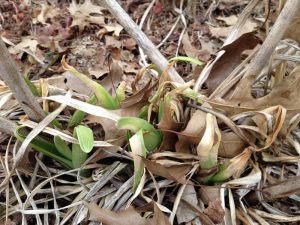 Daylily flower bulb foliage freeze injury