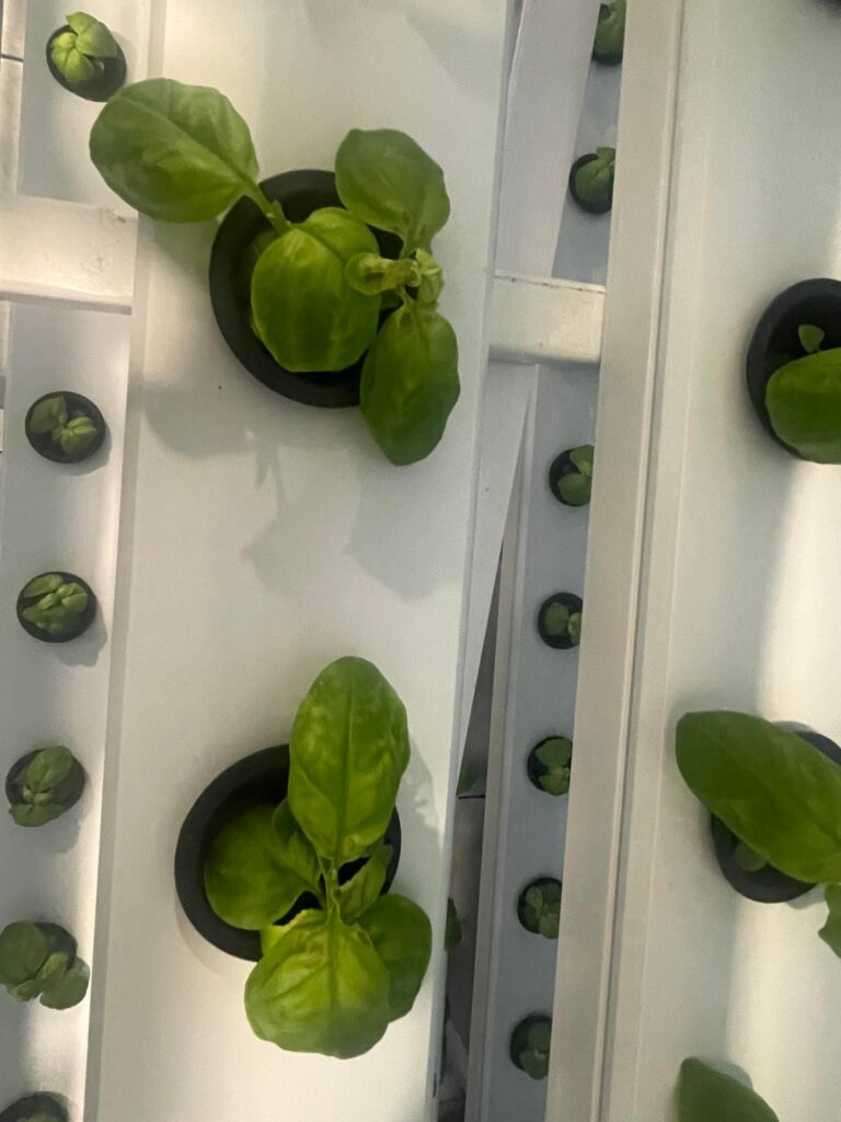 Basil in nft system