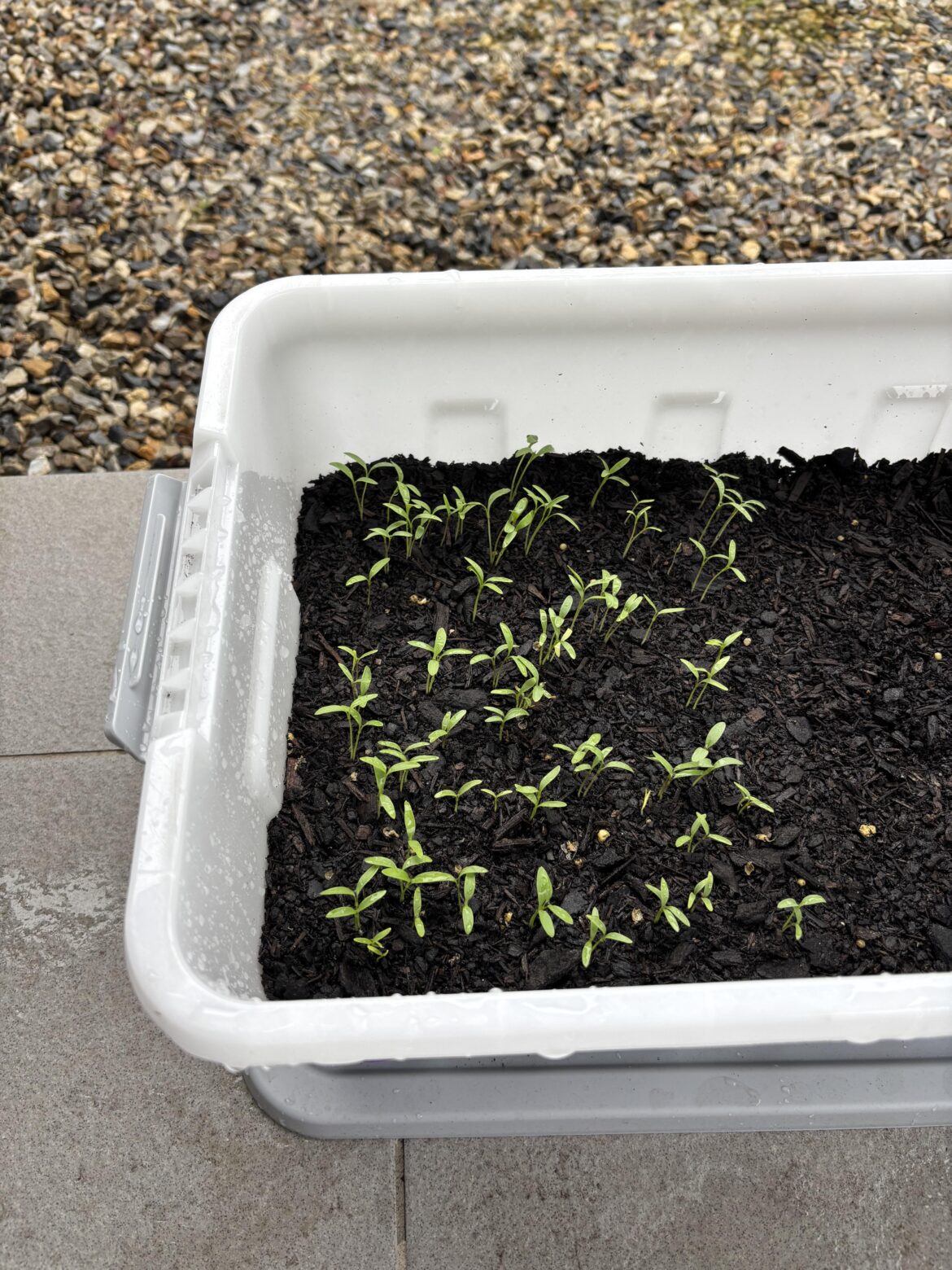 When should I transfer my coriander seedlings to a new pot? When should I transfer my coriander seedlings to a new pot?