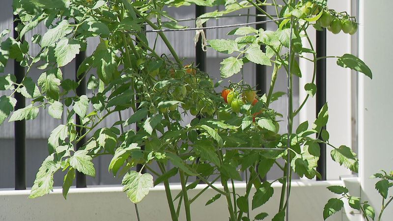 Vegetable garden (Contributed)