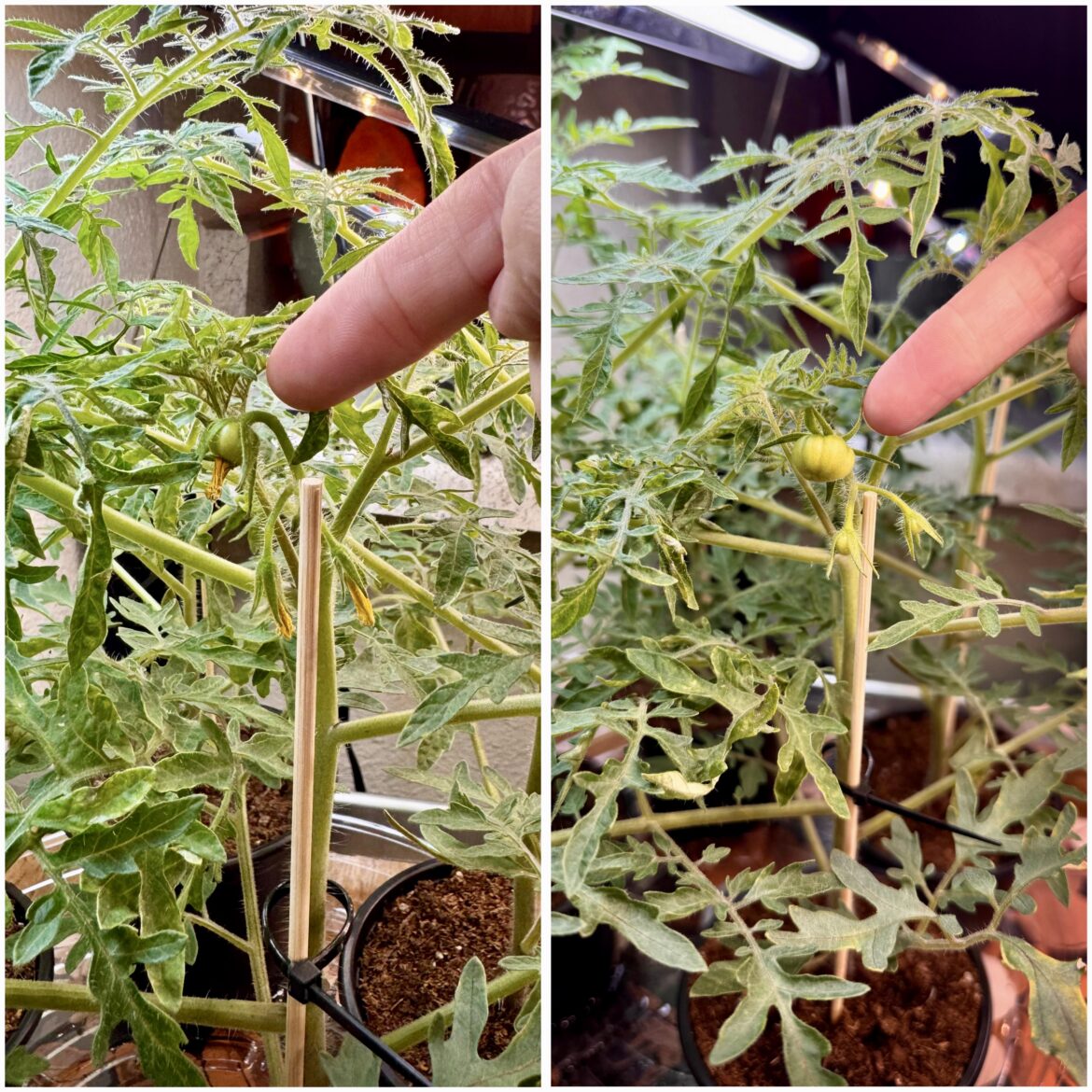 44.5ish hours of growth between these two photos of my Carrot Leaf Mini Micro Dwarf Tomatoes! Under crappy kitchen grow lights 44.5ish hours of growth between these two photos of my Carrot Leaf Mini Micro Dwarf Tomatoes! Under crappy kitchen grow lights