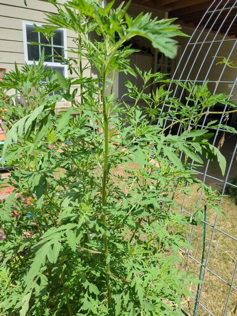 Ragweed?!?