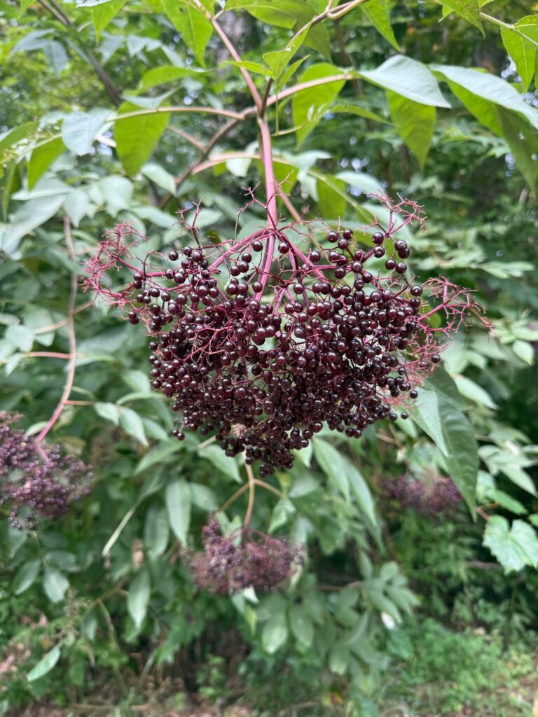 Can anyone confirm Elderberry? Northwest Alabama