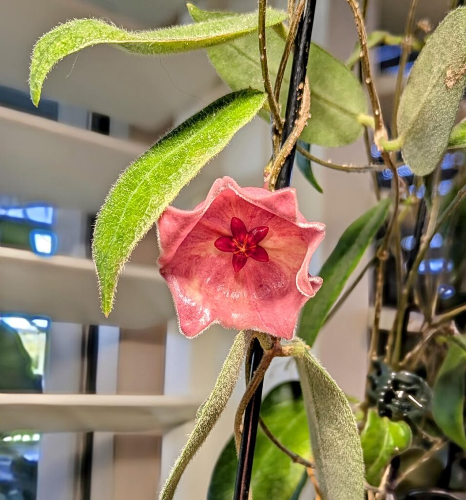 Summer Blooming Hoyas Saying Winter is Over🤷‍♀️
