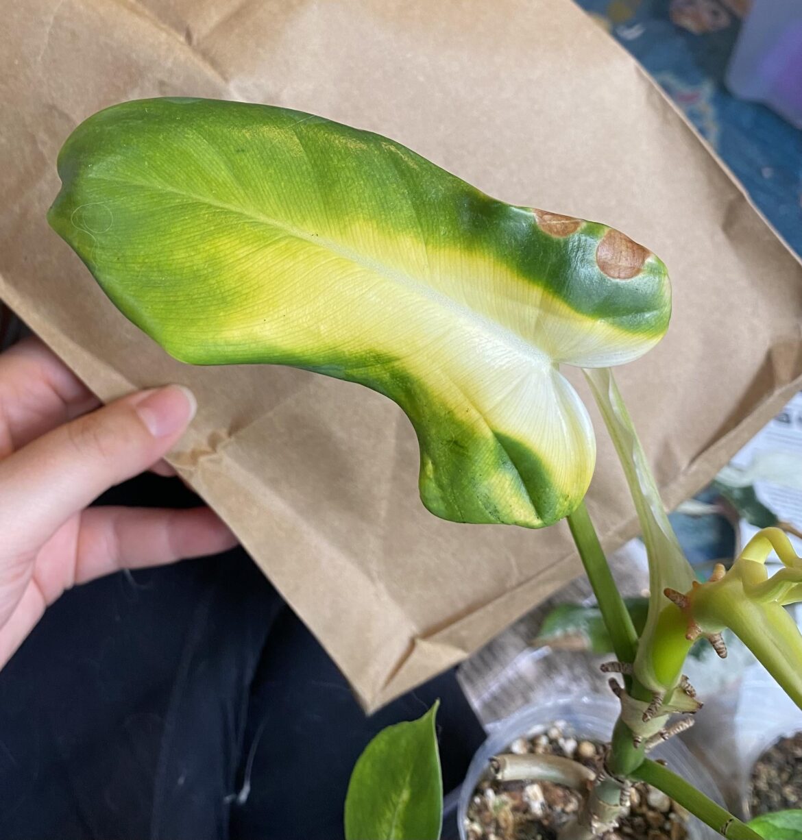 Help me ID this ¿rare? vaginated phylodendrin