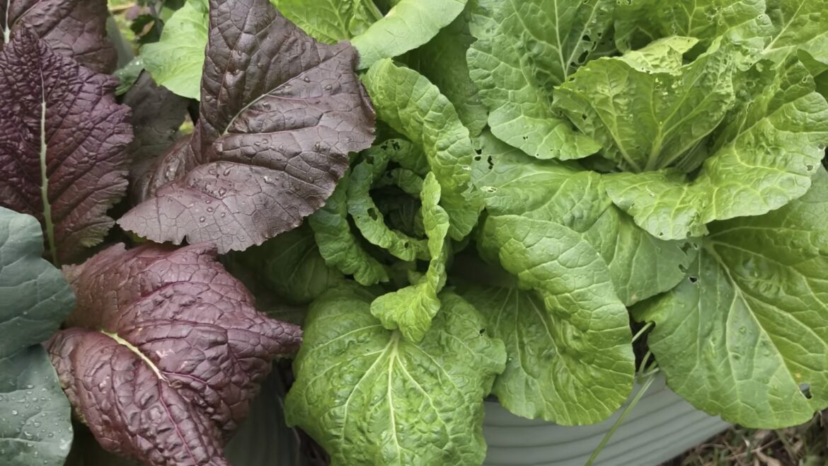 Gardener explains why winter can actually be the best season for a home vegetable garden A variety of leafy greens, including purple and green leaves, are growing together in a garden.