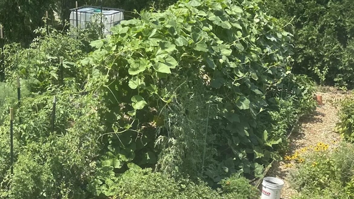 Gardener ignores spacing instructions every year, and the vegetable patch becomes a ‘jungle’ A garden filled with various plants, including climbing vines, vegetables, and flowers.