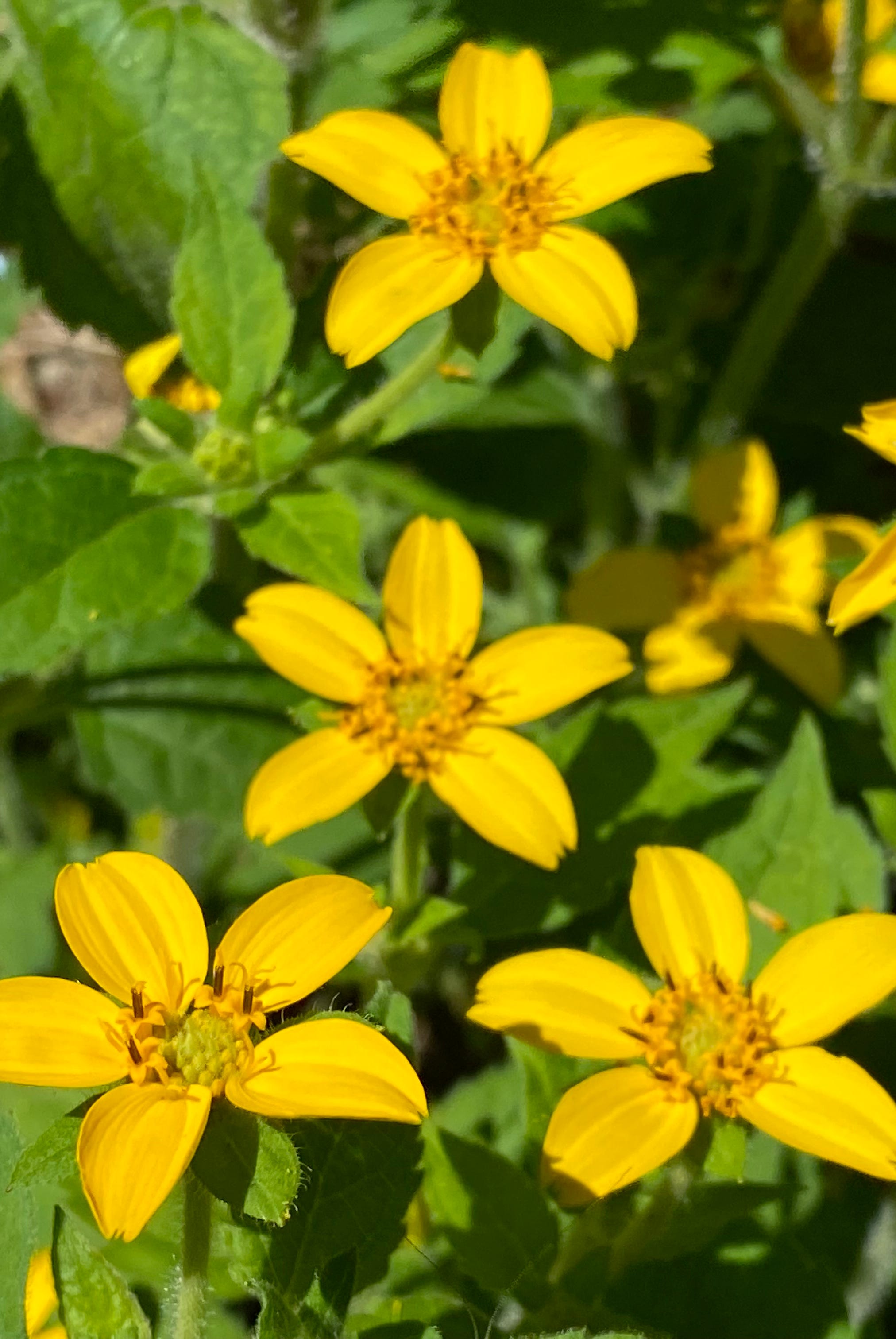 golden knee chrysogonum virginianum, green and gold, goldenstar, goldkrbchen virginia goldkoerbchen genou dor or gold cup the botanical garden of the university of zurich, switzerland