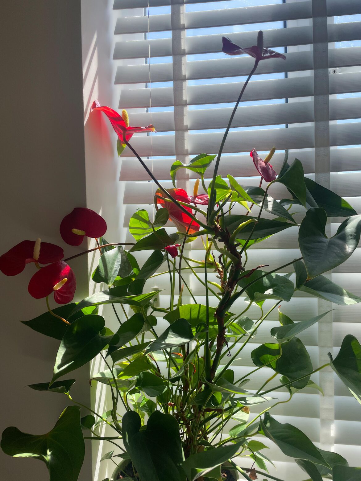 Help with my Anthurium