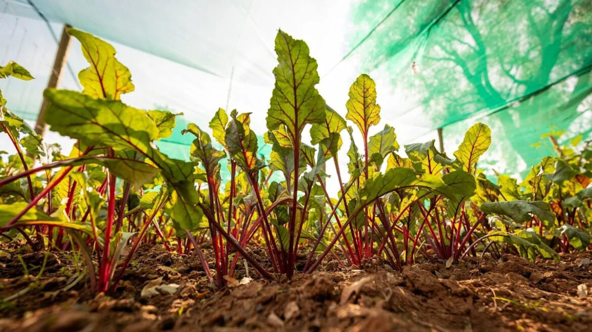 Is The Heat To Blame for Your Struggling Vegetable Garden This Summer? Stop Making These 7 Mistakes