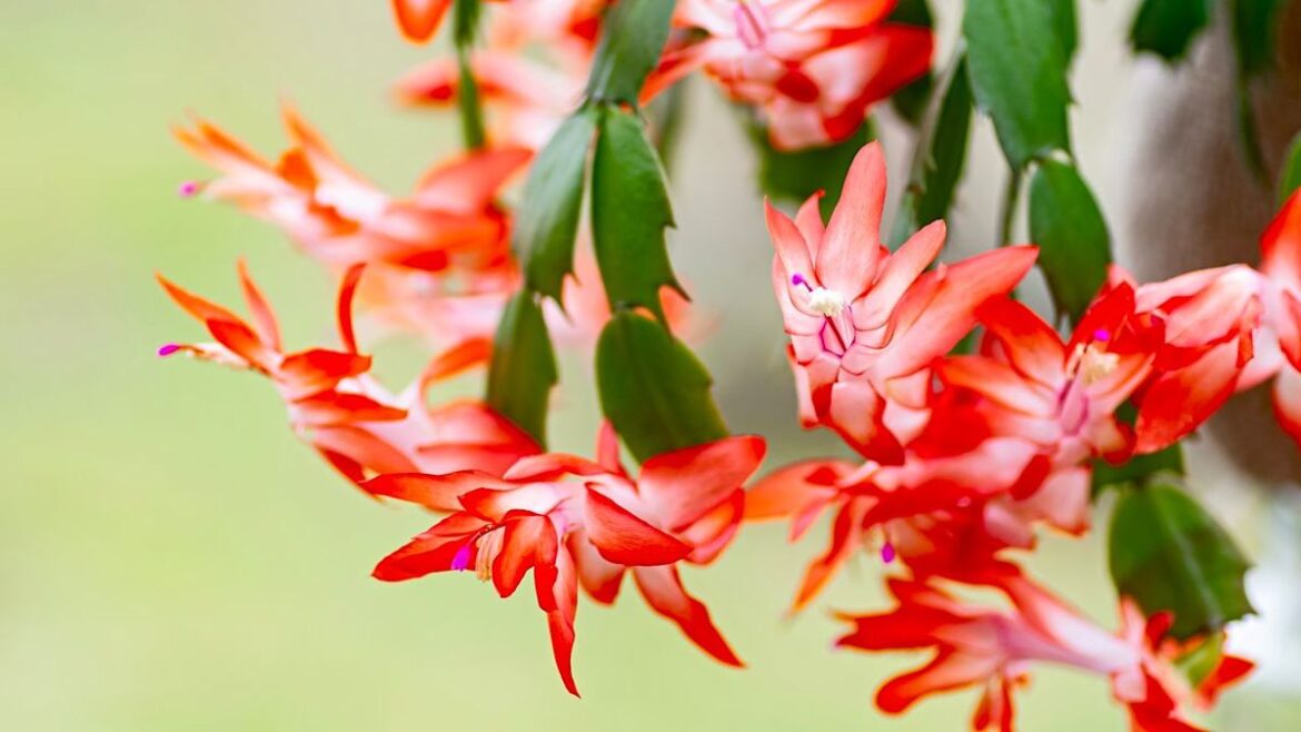 3 Easy Tasks to Do in August for a Thriving Christmas Cactus – and the 1 Summer Mistake That Can Ruin Holid… 3 Easy Tasks to Do in August for a Thriving Christmas Cactus – and the 1 Summer Mistake That Can Ruin Holid...