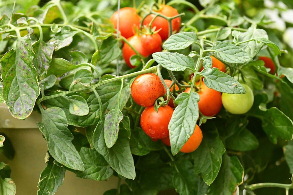 If Your Homegrown Tomatoes Taste Disappointing, These Gardening Tweaks Can Make All the Difference If Your Homegrown Tomatoes Taste Disappointing, These Gardening Tweaks Can Make All the Difference