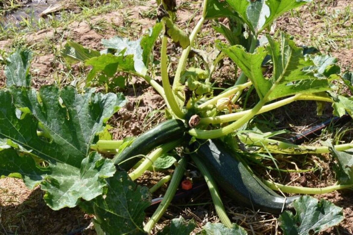 Herbs, Fruits, And Vegetables That Can Take Over Your Yard Herbs, Fruits, And Vegetables That Can Take Over Your Yard