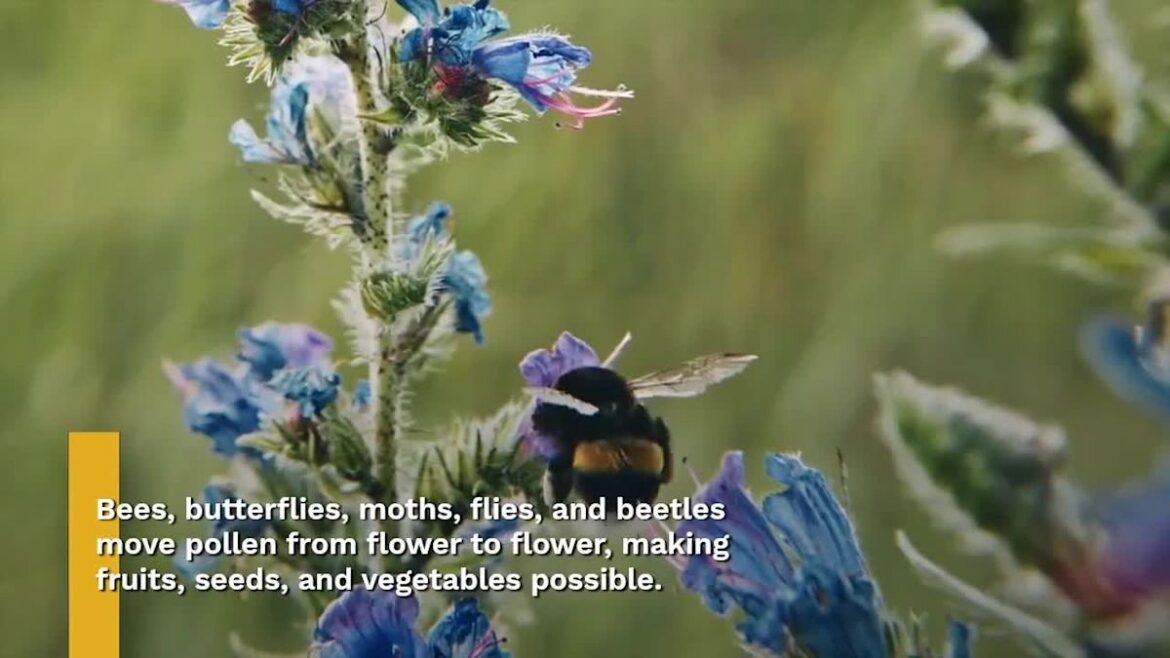 12 Insects That Help Your Garden Thrive