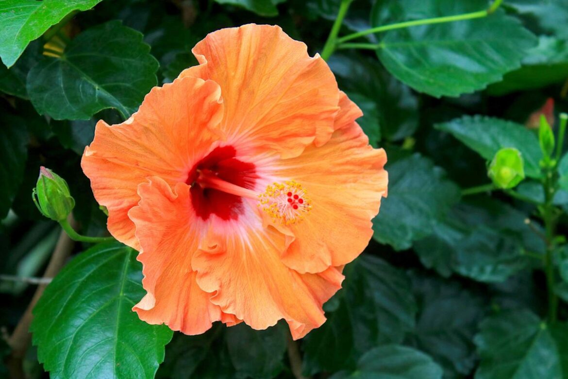 White Bugs on Your Hibiscus? Here’s How to Get Rid of Them Naturally White Bugs on Your Hibiscus? Here’s How to Get Rid of Them Naturally