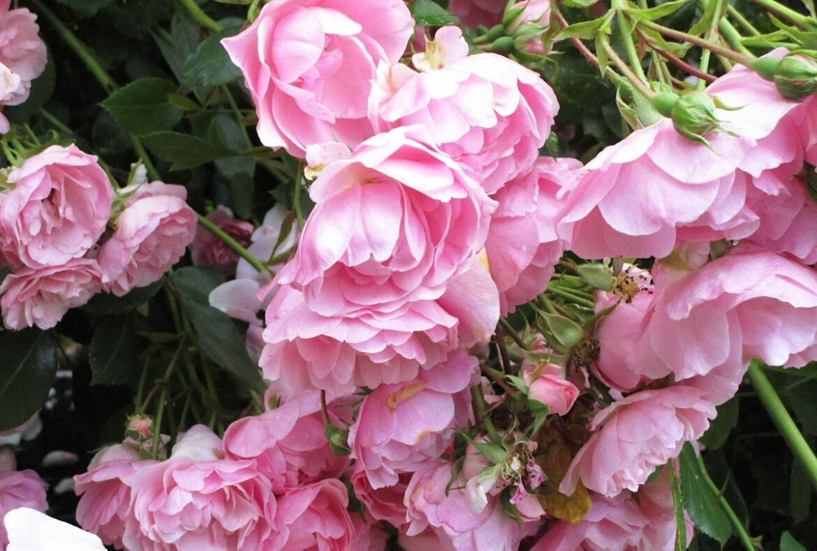 Why Your Roses Are Drooping—and the Fixes Gardening Experts Recommend